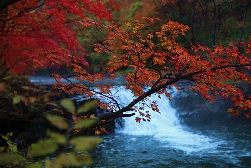 《早晚爱上你》 作者：湖心葶 txt文件大小：407.8 KB