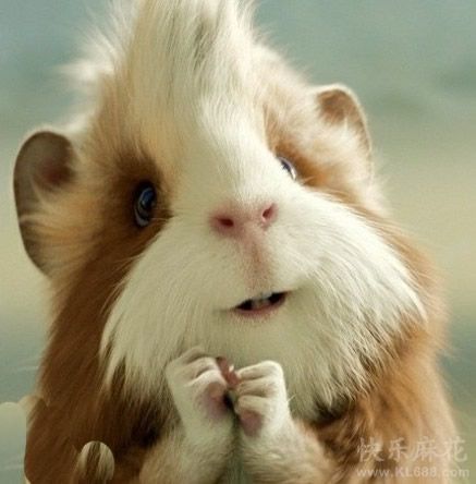 《[网配]是秀恩爱不是麦麸》 作者：西陵玉笙寒 txt文件大小：166.11 KB