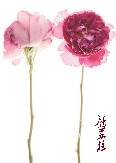 《（综同人）[综]光河流逝》 作者：鸽苏拉 txt文件大小：215.9 KB