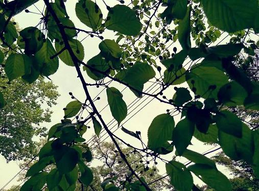 《桑茂年华》 作者：三七儿 txt文件大小：231.46 KB