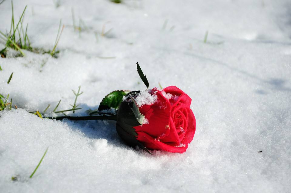 《（网王同人）新世界的新事件》 作者：飞天瘟妞妞 txt文件大小：81.95 KB