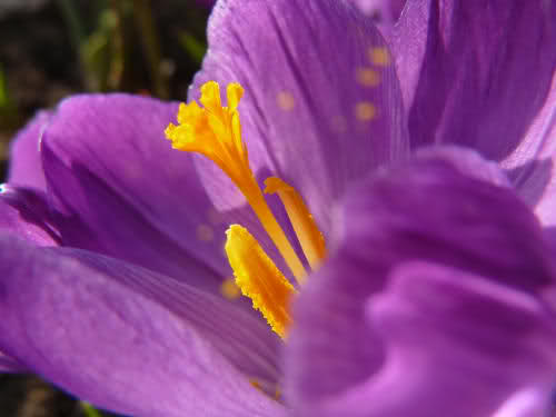 《（秦时明月同人）山中人兮芳杜若》 作者：疏港大道11号 txt文件大小：114.66 KB