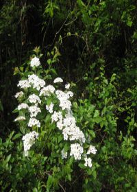 《山中草木深》 作者：隔生即忘 txt文件大小：1.23 MB