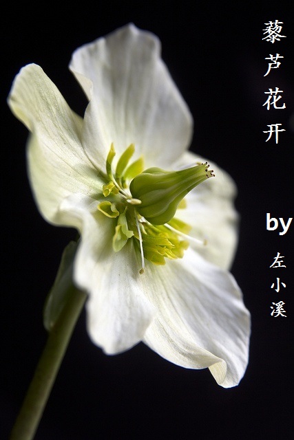 《(展昭同人)藜芦花开》 作者:左小溪/DrTwins txt文件大小:750.23 KB