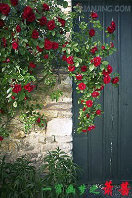 《一帘幽梦之萧蔷》 作者：水蓝色浮萍 txt文件大小：276.52 KB